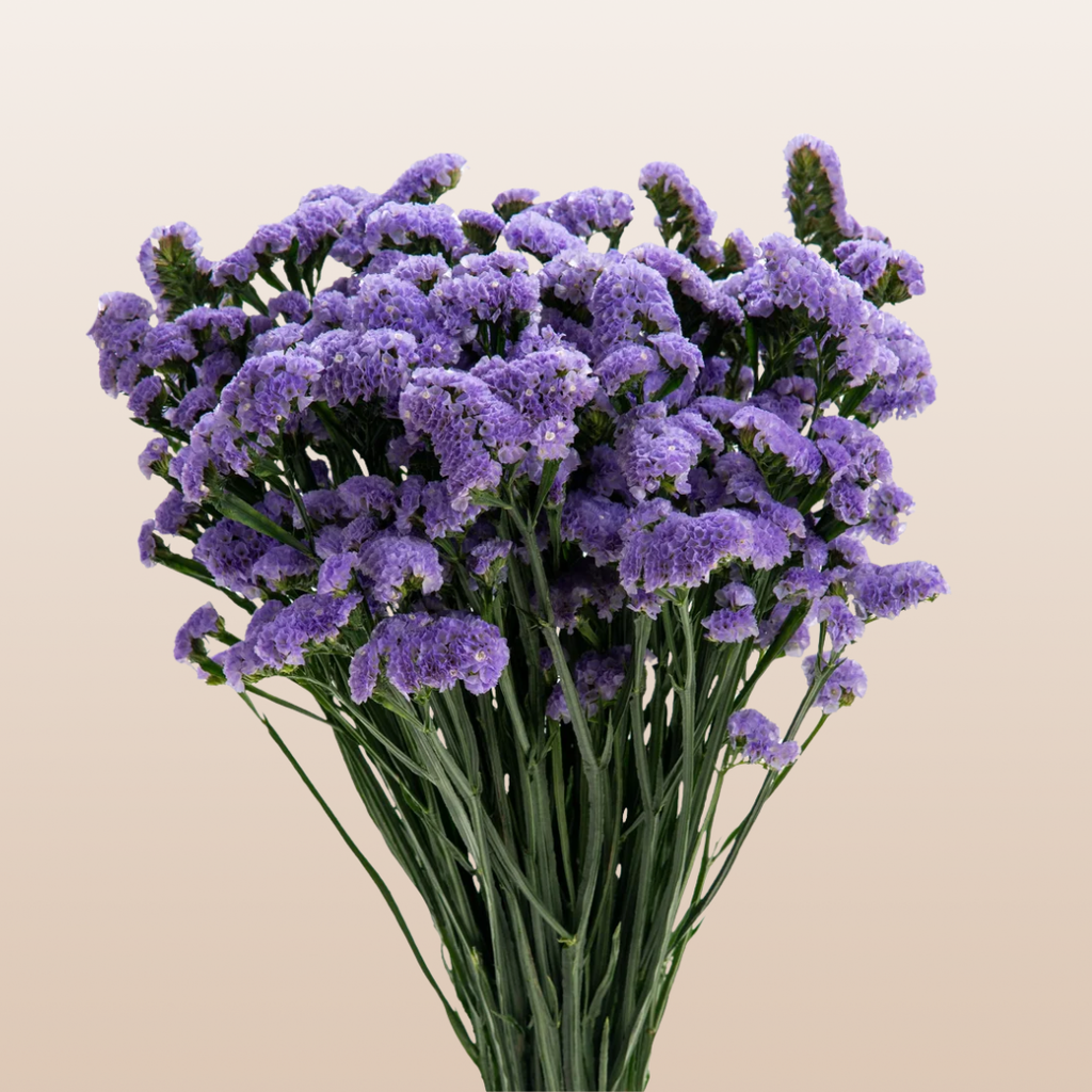 Statice Lavander