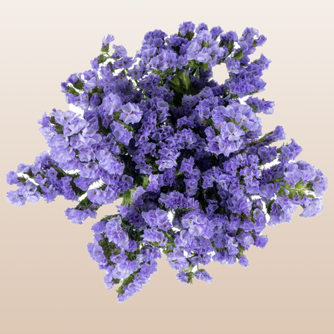 Statice Lavander