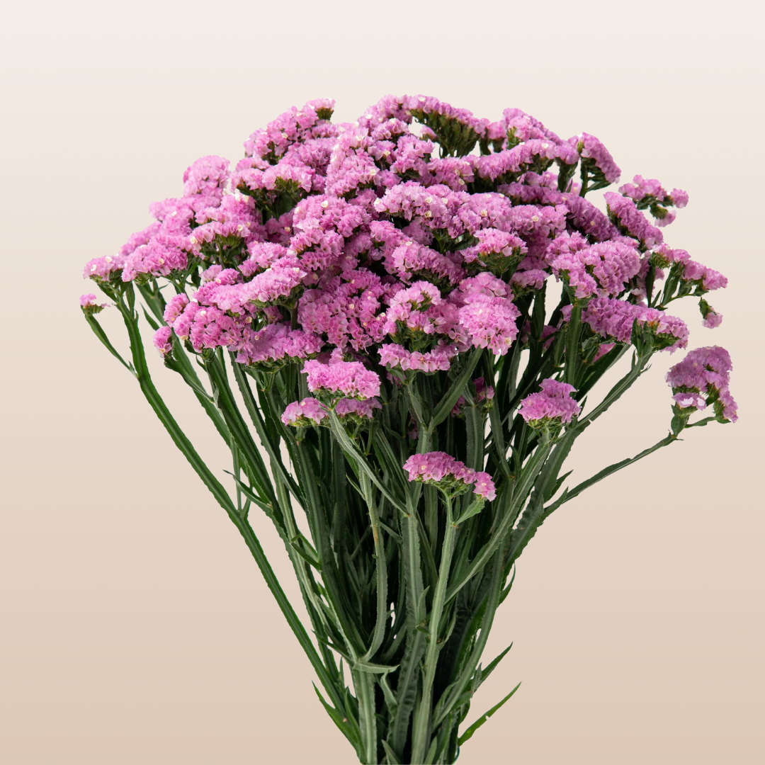Pink Stactic Statice Pink – EbloomsDirect