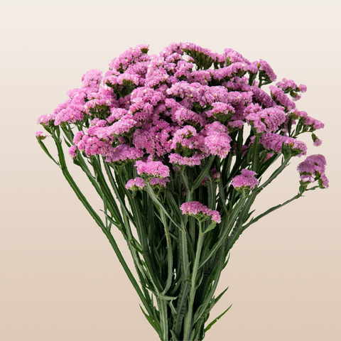 Statice Pink