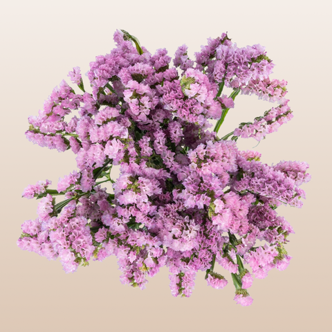Statice Pink