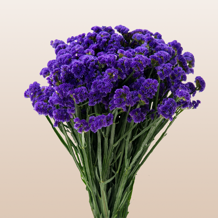 Statice Purple