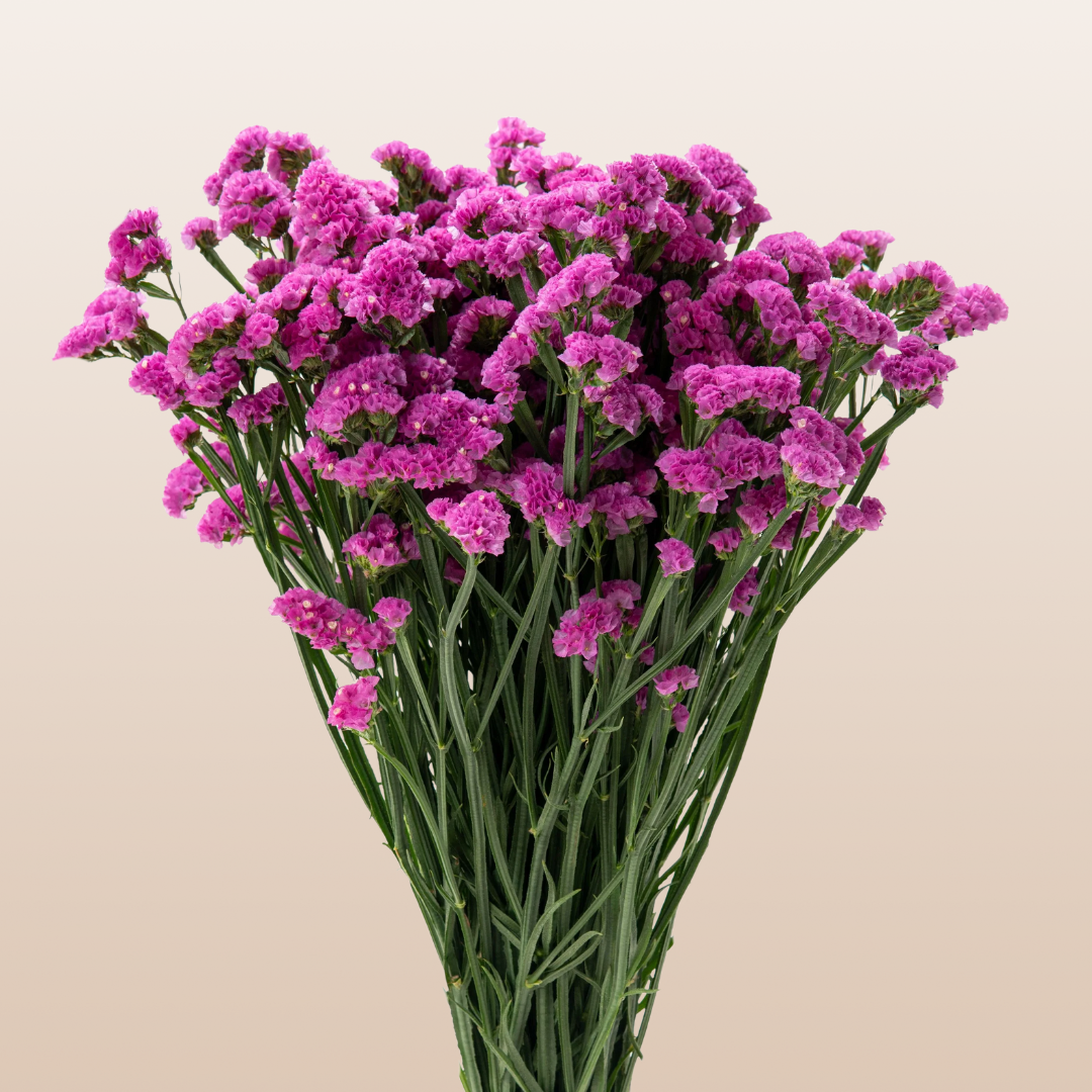 Statice Hot Pink