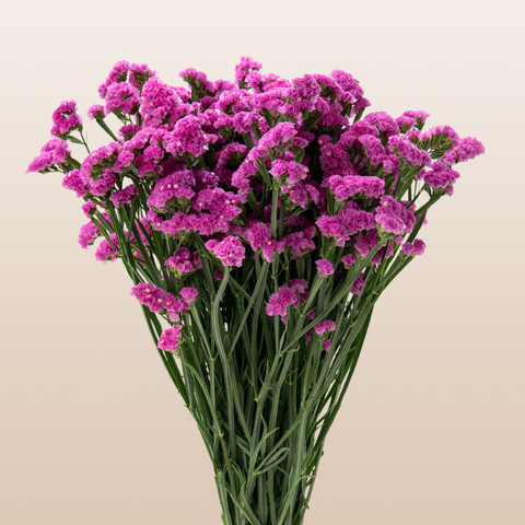 Statice Hot Pink