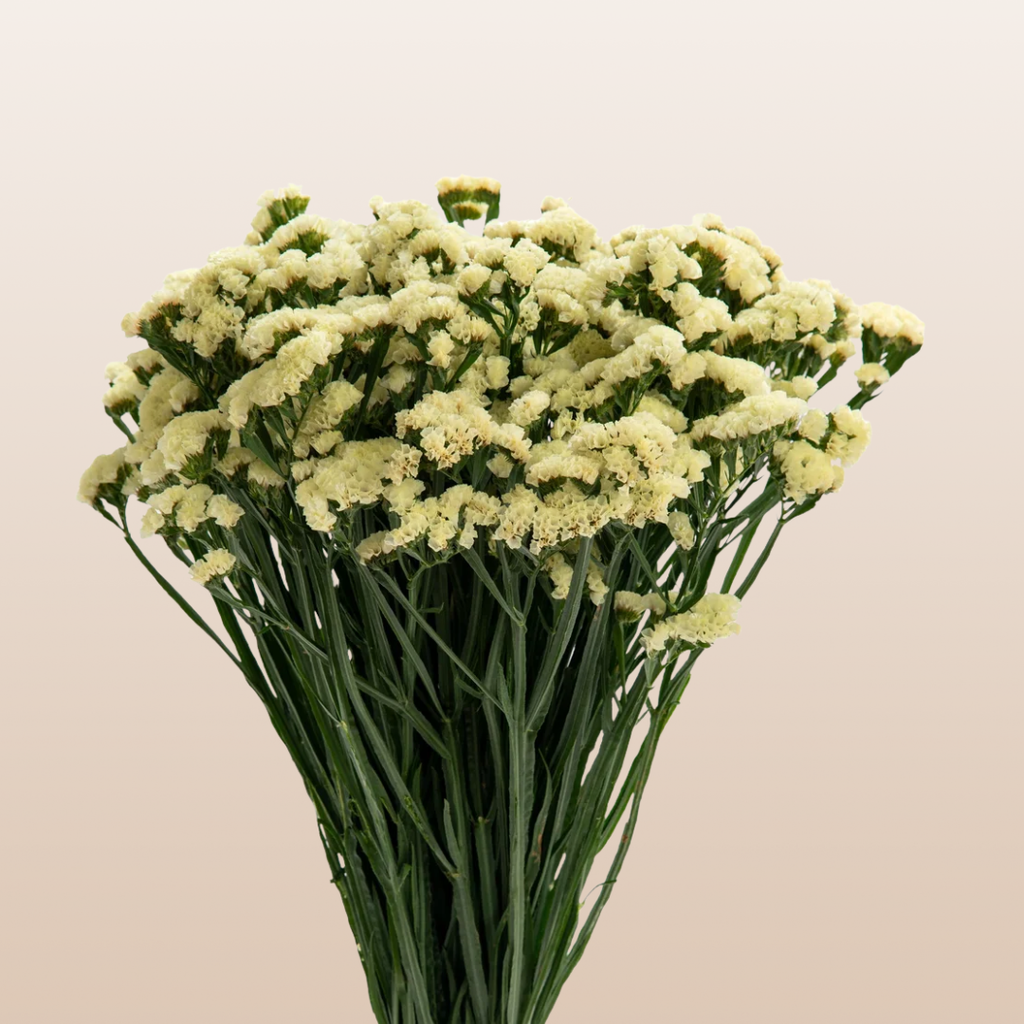 Statice Yellow – EbloomsDirect