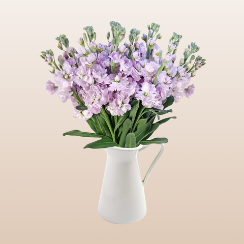lavender stock flower Stock Lavender