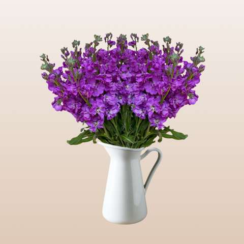 Stock Royal Purple