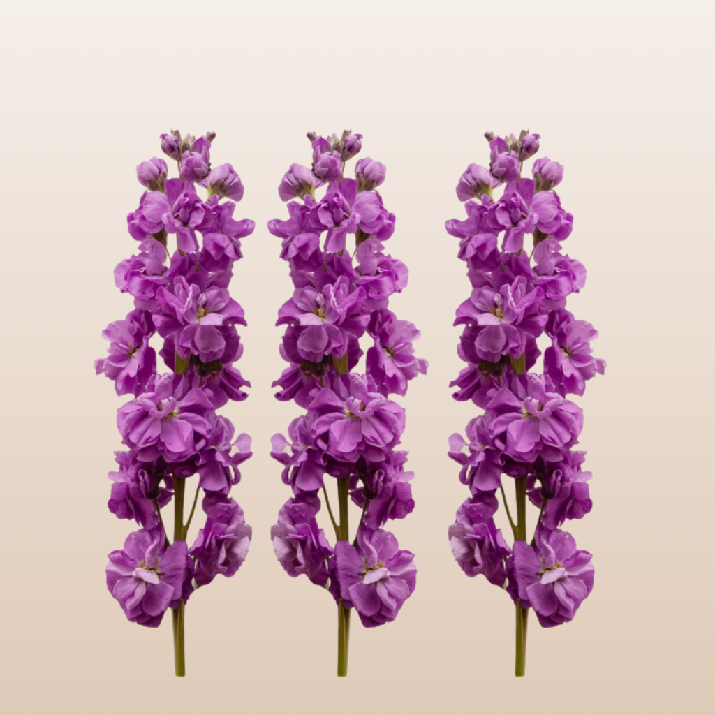Stock Royal Purple