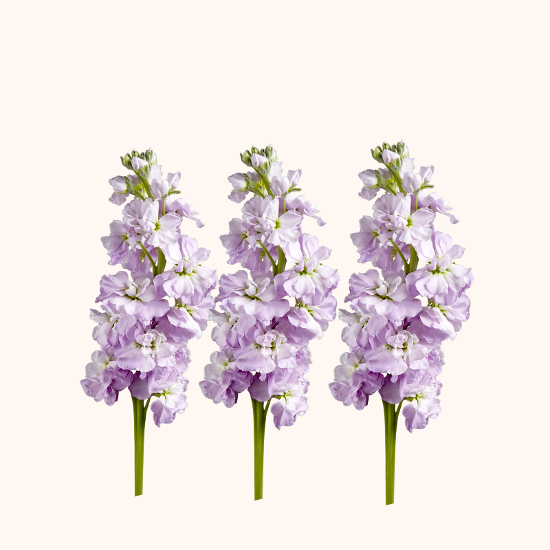 stock lavender purple flower Stock Lavender – EbloomsDirect