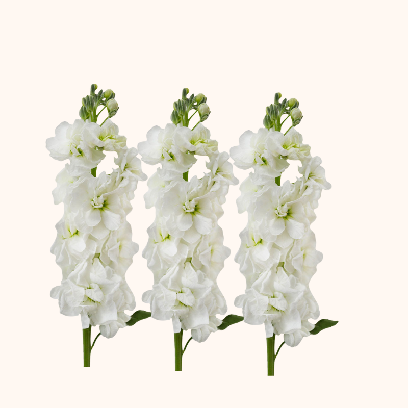 Stock White