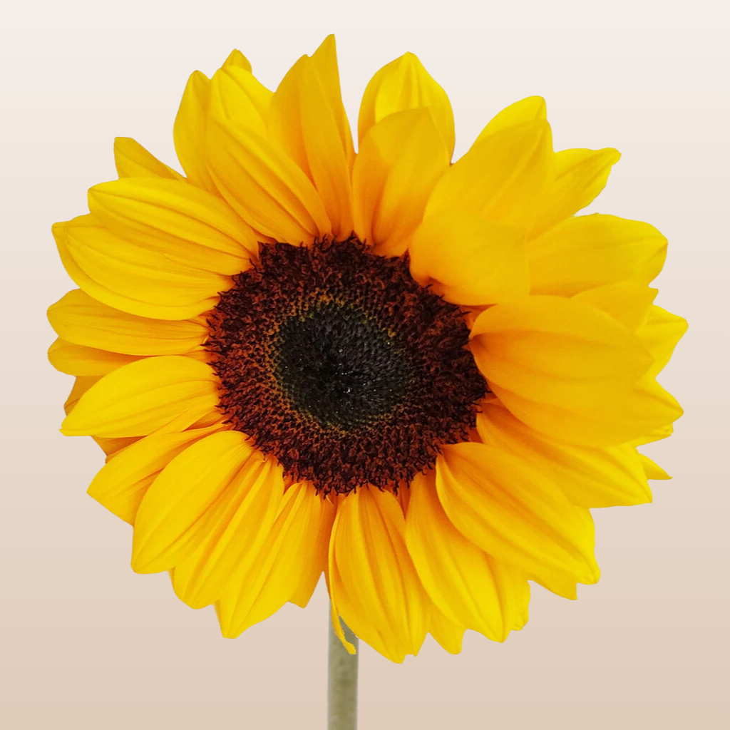 Sunflowers Select Brown Center