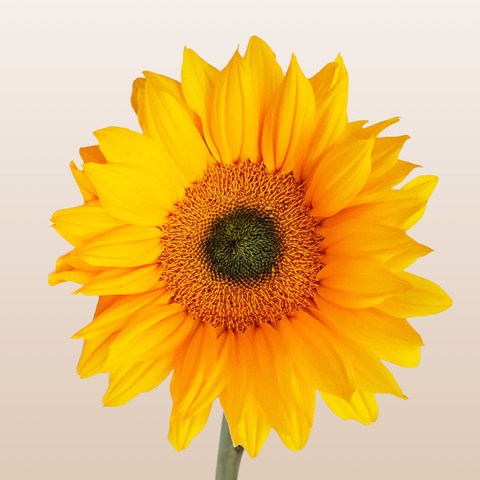 Sunflowers Select Green Center