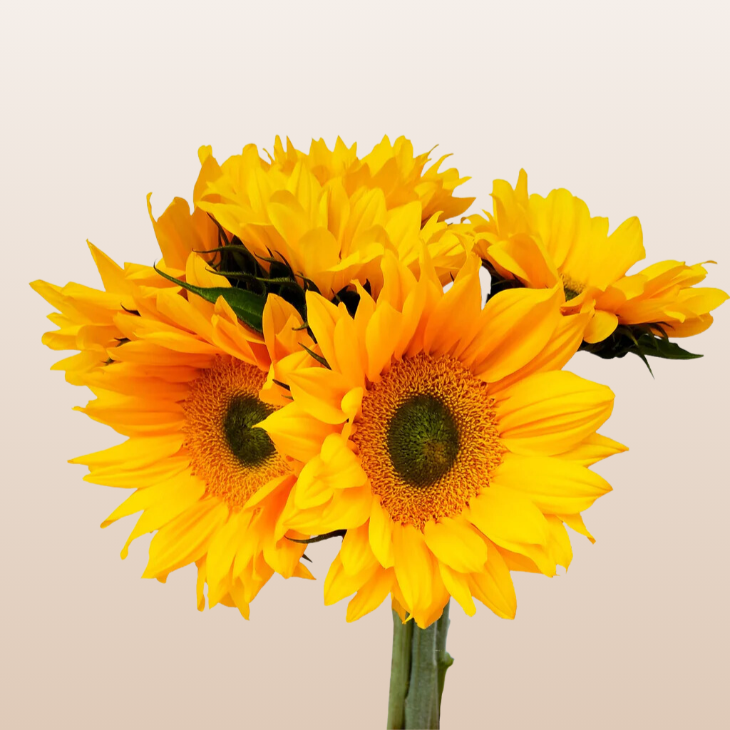 Sunflowers Select Green Center