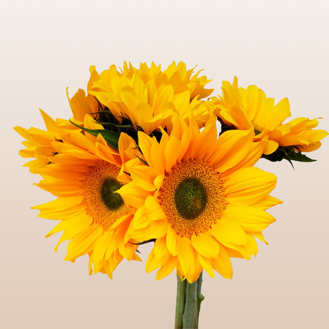 Sunflowers Select Green Center