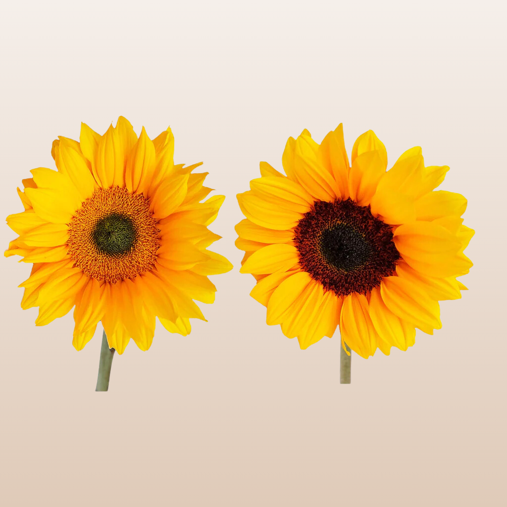 Sunflowers Select Mix