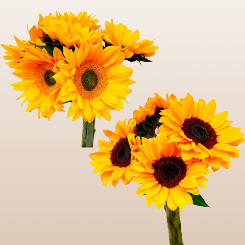 Sunflowers Select Mix