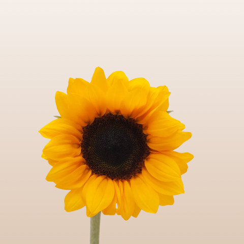 Sunflowers Small Brown Center