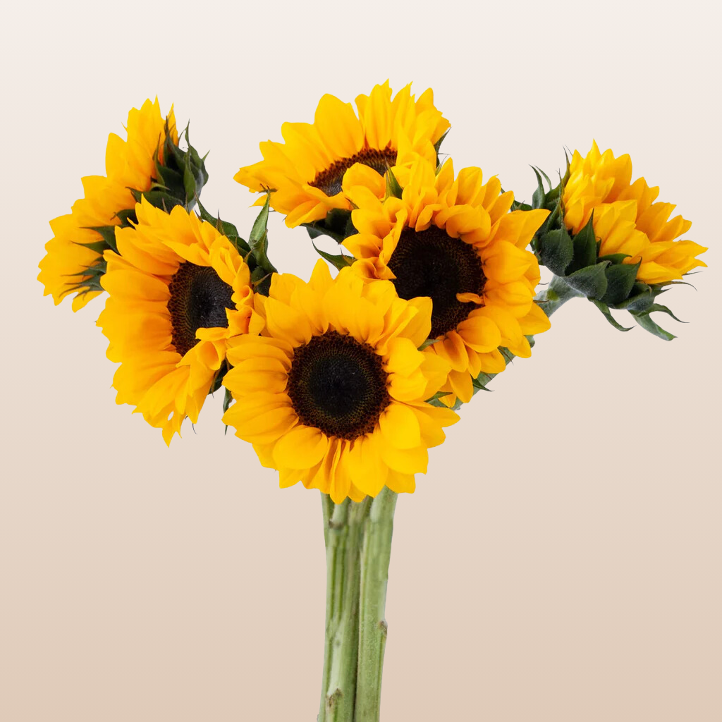 Sunflowers Small Brown Center