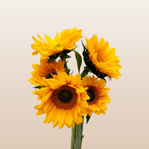 Sunflowers Small Green Center