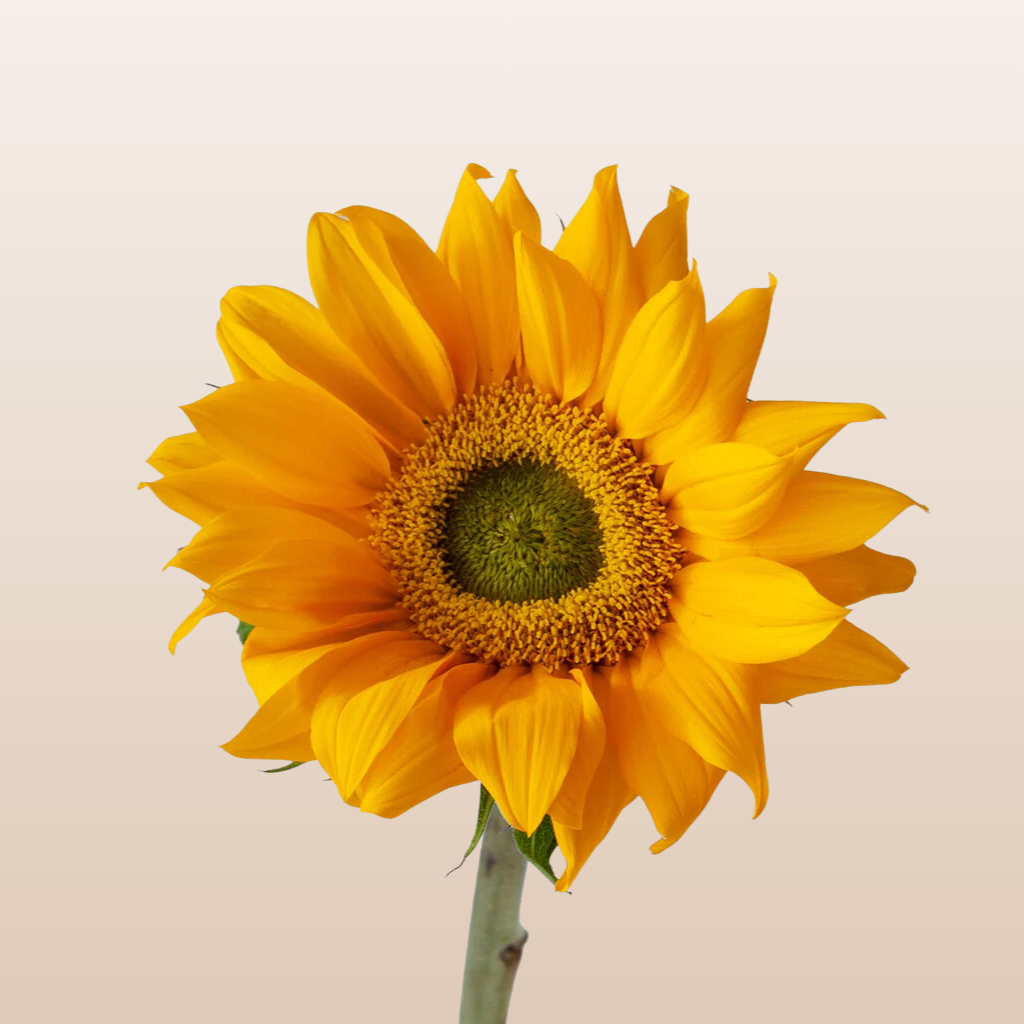 Sunflowers Small Green Center