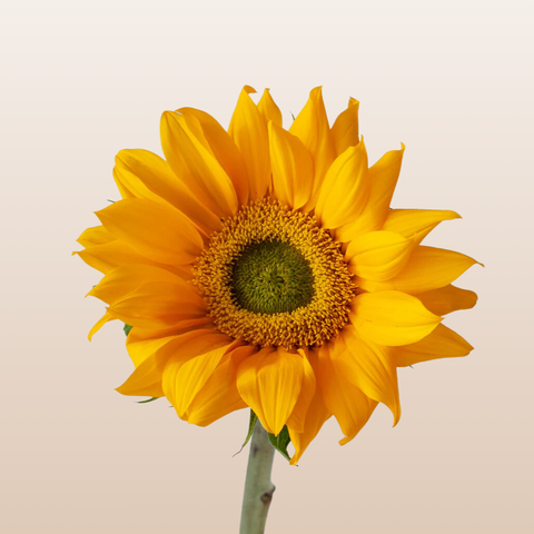 Sunflowers Small Green Center