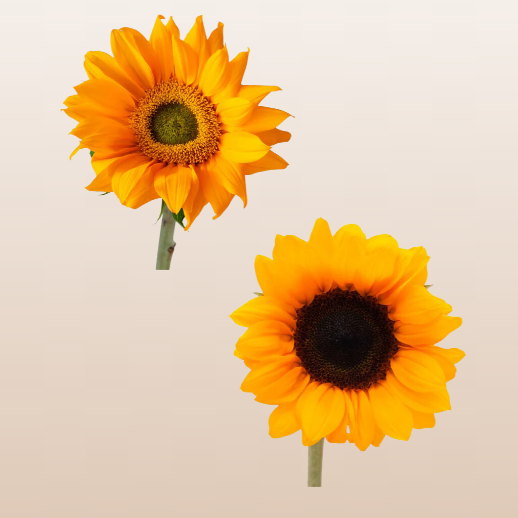Sunflowers Small Mix