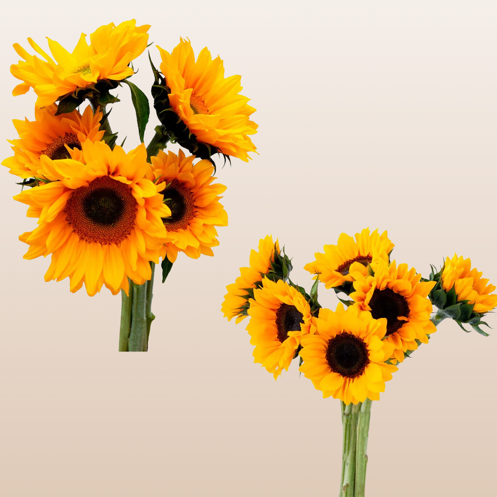 Sunflowers Small Mix
