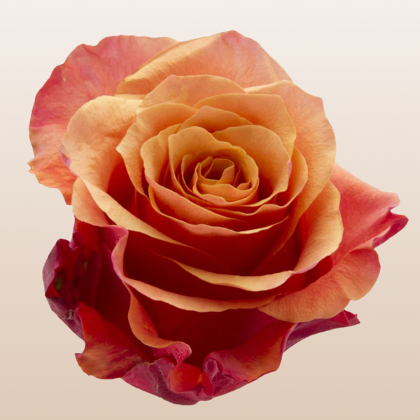 Sunset Glory Rose – EbloomsDirect