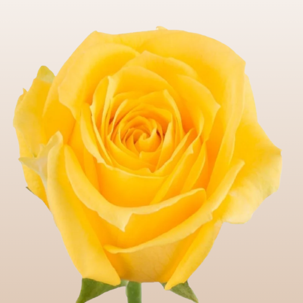 Sun Magic Roses Super Sun Rose Variety - EbloomsDirect