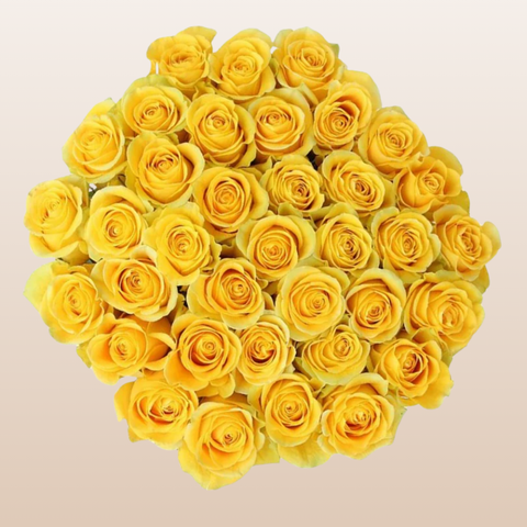 Super Sun Roses