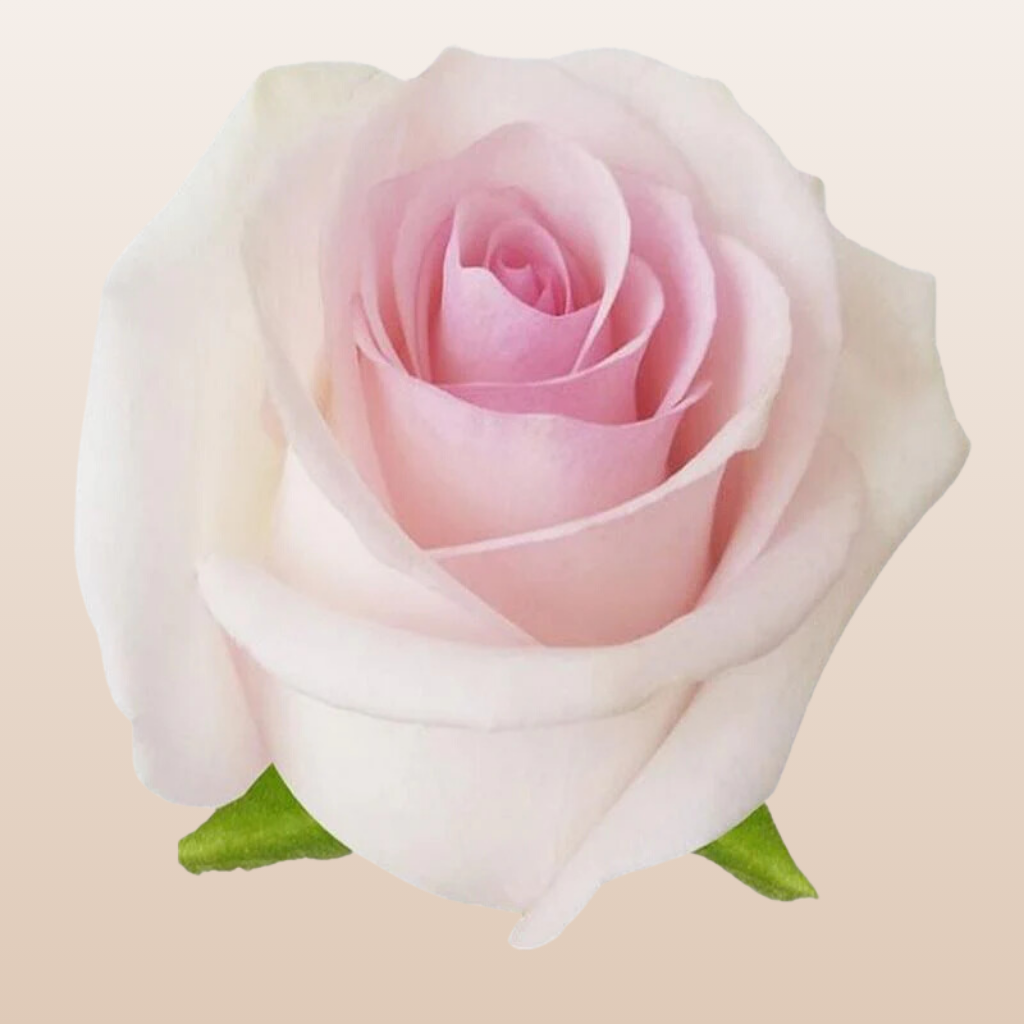 Sweet Akito Roses