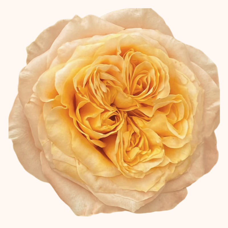 Sweet City Garden Roses