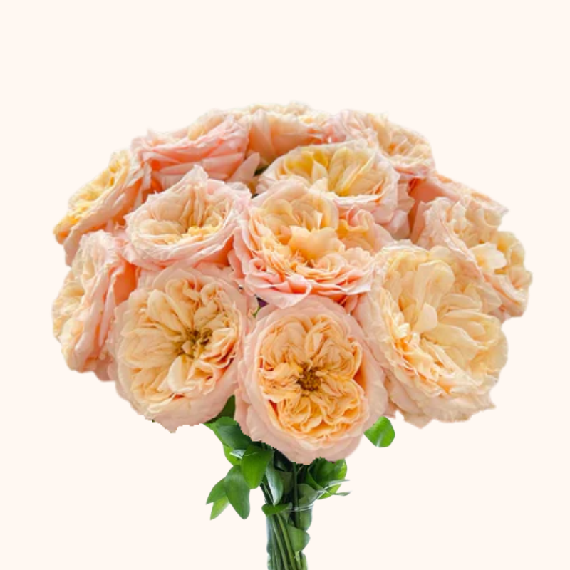 Sweet City Garden Roses