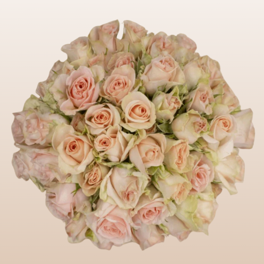 Sweet Sara Pink Spray Roses