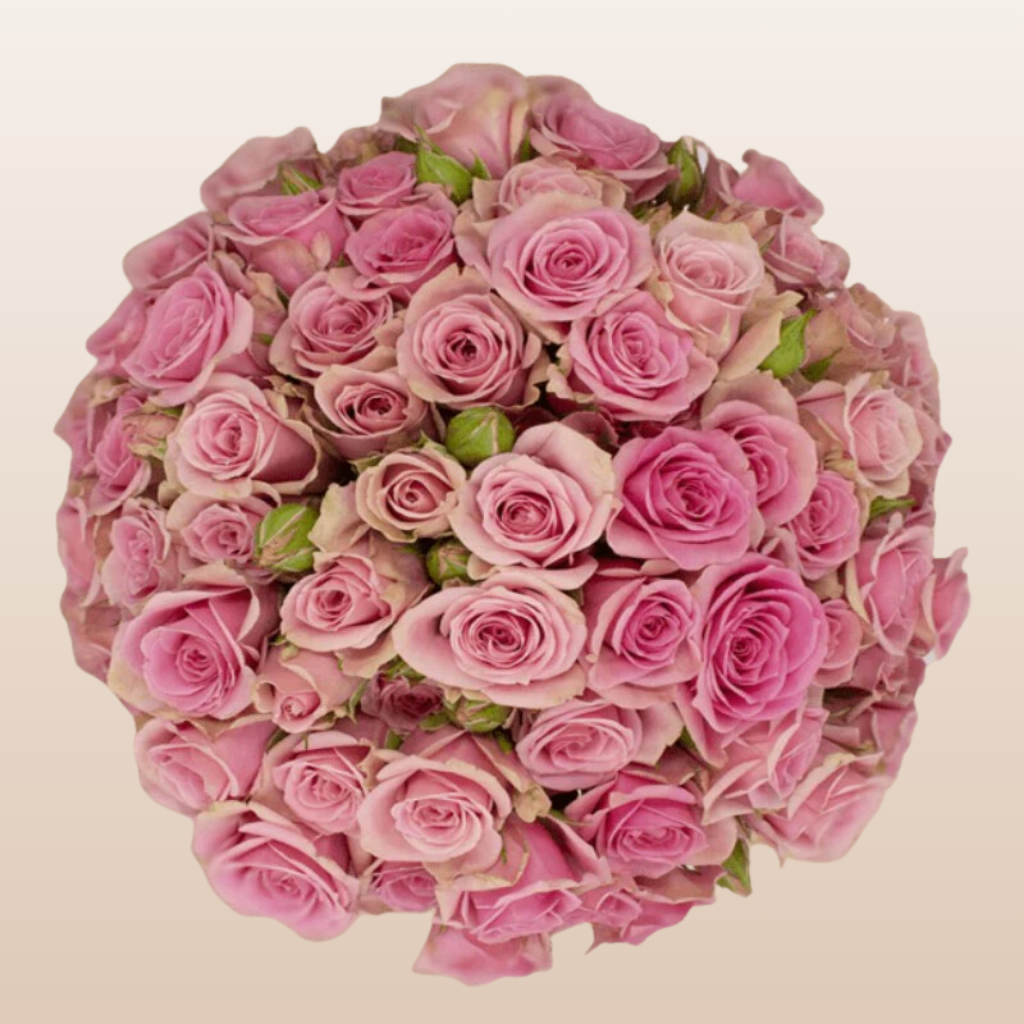 Sweet Sensation Medium Pink Spray Roses