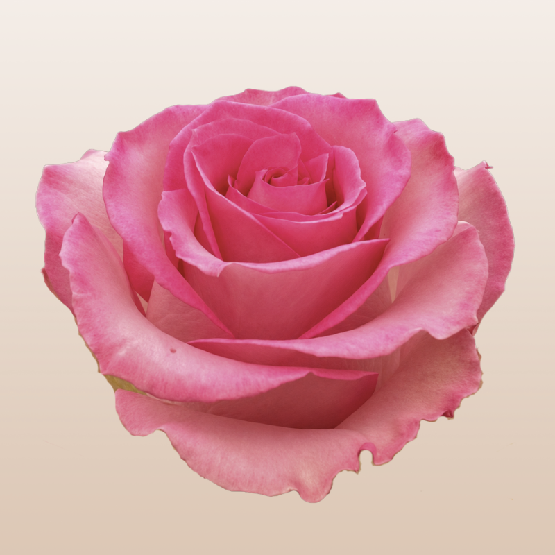 Pink rose closeup beige background | EbloomsDirect