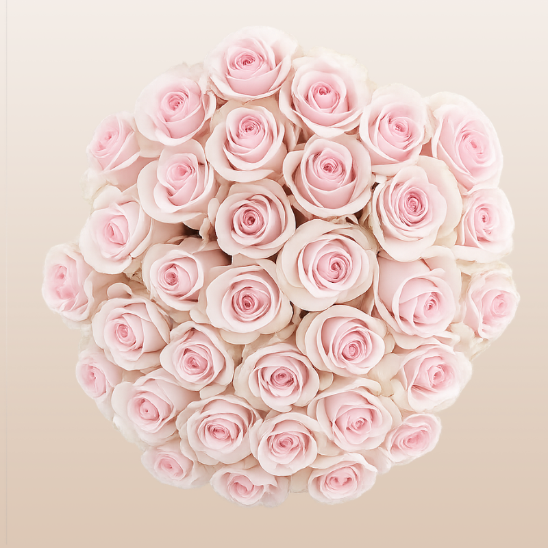 Sweet Akito Roses