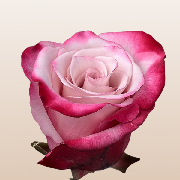 SweetberryRoses_1_grande.png?v SweetberryRoses_1_grande.png?v