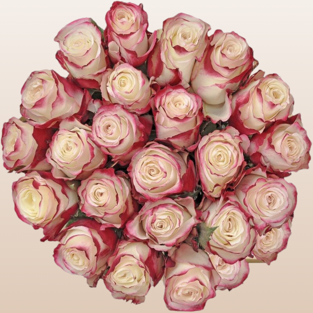 Sweetness Roses