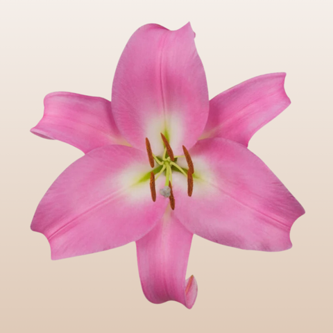 Table Dance Light Pink Oriental Lilies
