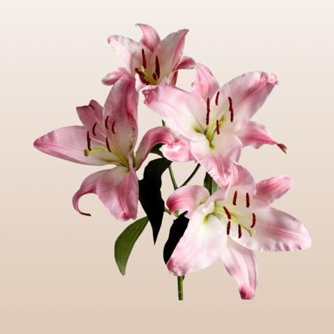 Table Dance Light Pink Oriental Lilies
