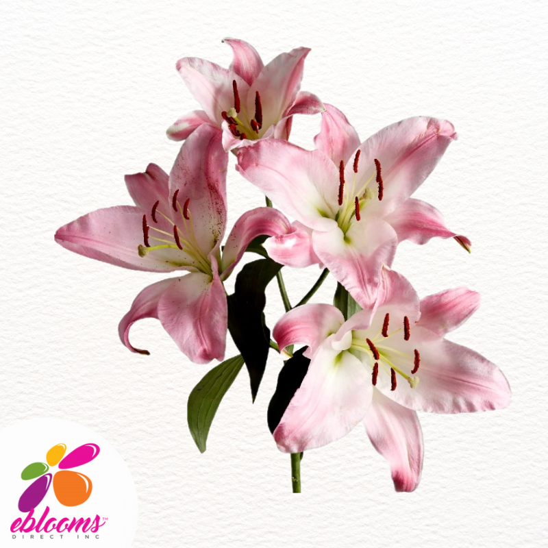 Table Dance Light pink Oriental Lilies - EbloomsDirect
