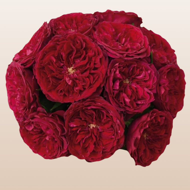 Spanish Red Roses Garden Roses Spanish Colonial Design 33 Best Companion Plants For