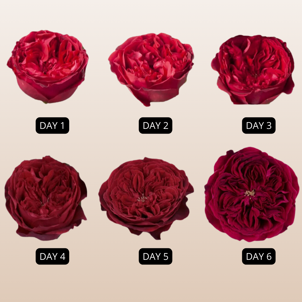 Tess Garden Roses