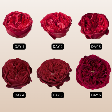 Tess Garden Roses