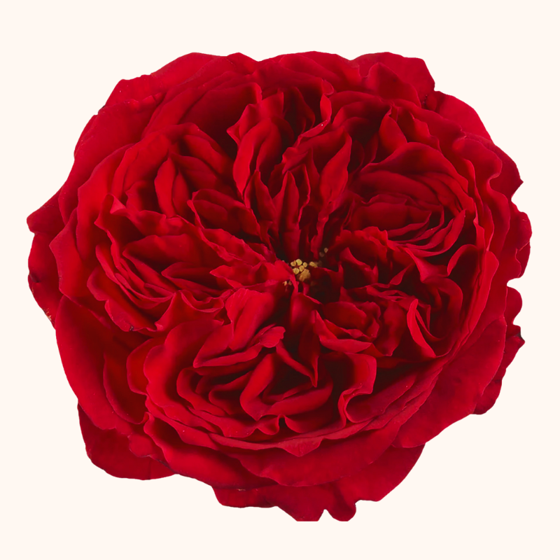 Tess Garden Roses