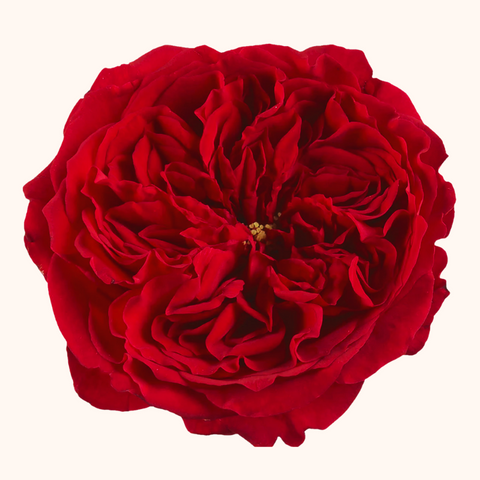 Tess Garden Roses