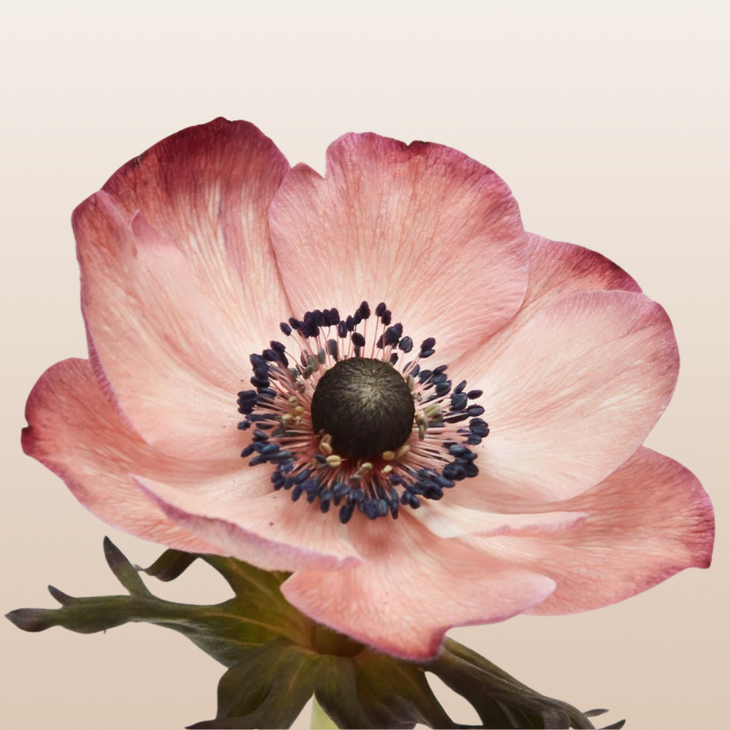Anemones tinted Chocolate