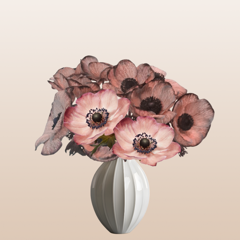 Anemones tinted Chocolate