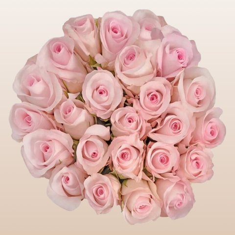 Titanic  Roses